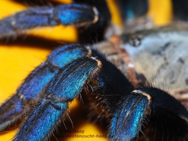 Preview: Cyriopagopus lividus, Spiderling